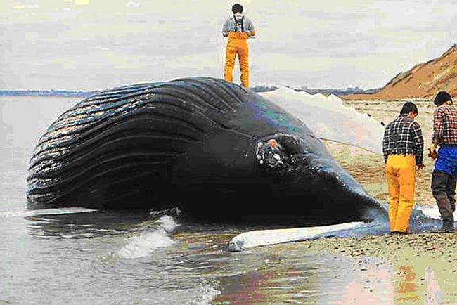 beached_whale650_1.jpg